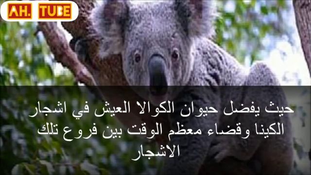 كل ماتريد معرفته عن - حيوان الكوالا? ( حقائق مزهلة ) | Funny Koala Bear смотреть онлайн
