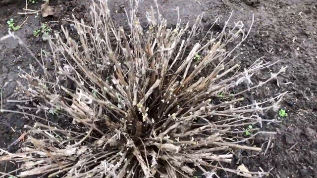 Сезонные цветы