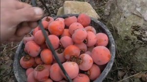 Хурма. Никитская бордовая. Дозревание. Итог по весу урожая 5 л дерева