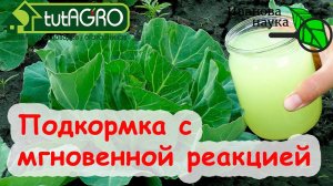 ХВАТИТ и ОДНОГО РАЗА! Обязательная подкормка капусты на крепкий кочан. КАПУСТА СРЕАГИРУЕТ МГНОВЕННО!