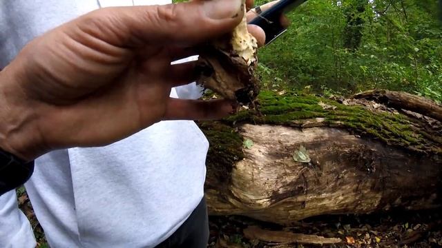 TURKEY TAIL MUSHROOMS смотреть онлайн