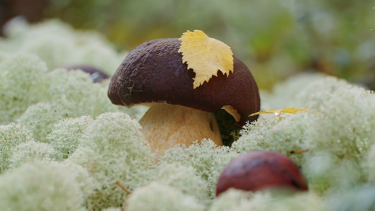 ЭкоРеспублика Коми (на коми языке)