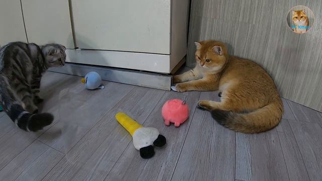 PC Kitten Part49😂Mèo Con Ham Chơi😍Những Con Mèo Hài Hước Nhất Năm 2023. The Funniest Cats of 2023 смотреть онлайн