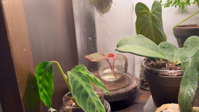 New Growth Update, Plants and Grow Lights! смотреть онлайн