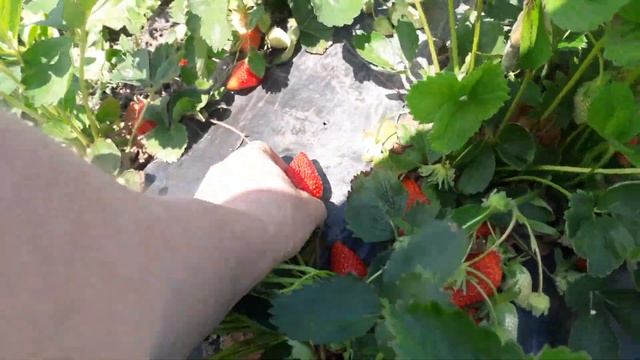 Клубника Брилла - самый урожайный из ранних сортов. Ягодная Ферма Поле Чудес. +79180102726 смотреть онлайн