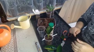 Как укоренить мандарины. Мандарин из черенка.