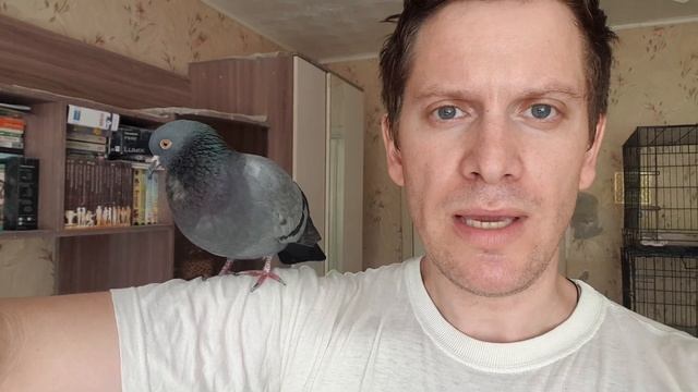 С ГОЛУБЯМИ ВСЁ ХОРОШО, НЕ ВОЛНУЙТЕСЬ, ДРУЗЬЯ! смотреть онлайн