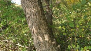 В чем отличие одной ольхи от другой?