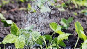 Что можно сажать рядом с клубникой