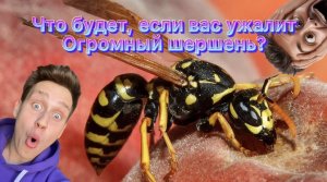 Что будет, если вас ужалит огромный шершень?