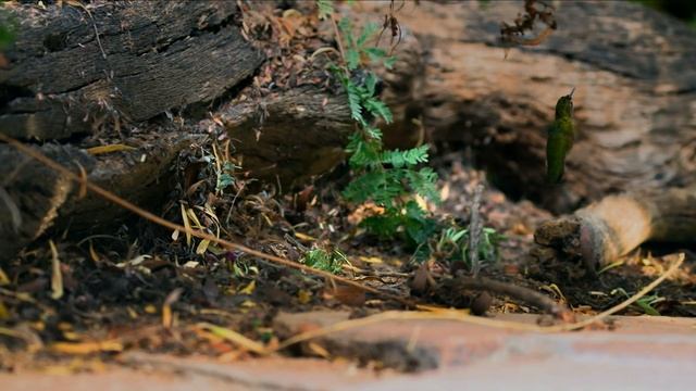 What Are Nests Made Of? | NATURE Nuggets смотреть онлайн