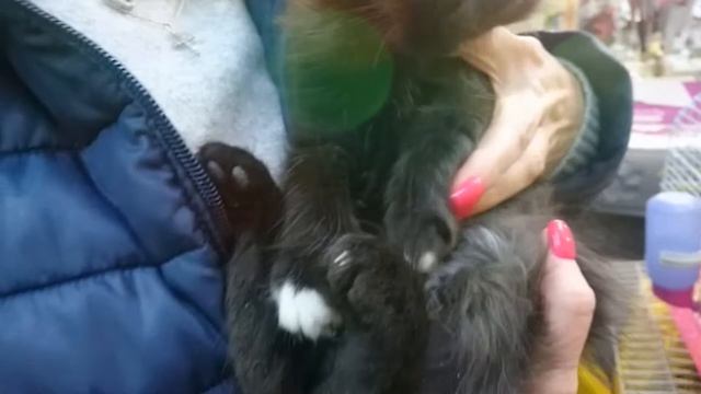 Два милых котёнка ждут своих хозяев. Подарите малышам тепло и ласку! смотреть онлайн