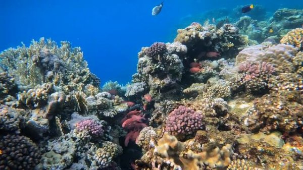 Magic Tulip Beach Resort MARSA ALAM