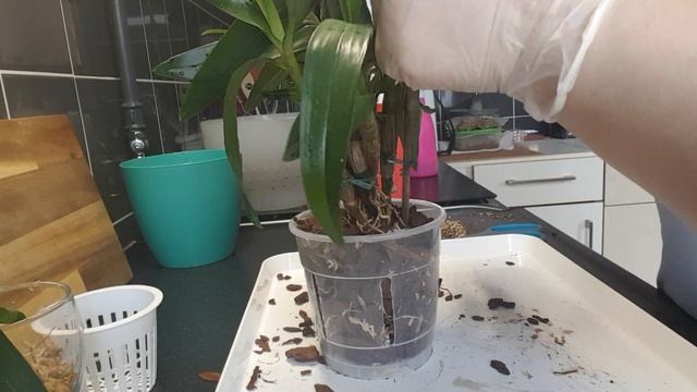 Potting My Dendrobium Hibiki.