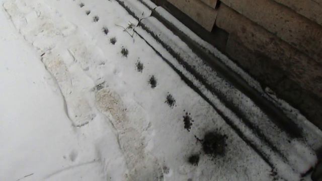 УТРО...  КУРЫ...  СНЕГ...