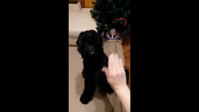 Щенки от Барби с Бронич Южная Ночь и Барби с Бронич Золото Акеллы смотреть онлайн