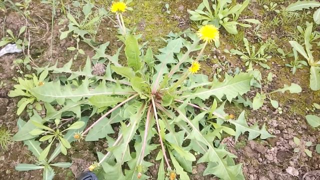 Время и мысли... Возраст... Часть 1 смотреть онлайн