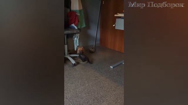 Приколы и Неудачи с Животными Сентябрь 2016 - Выпуск  #2 - Смешные Животные Сентябрь 2016