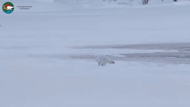 Песцы c озера Собачье, плато Путорана смотреть онлайн