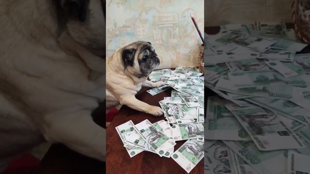 богатый #богатый #приколы #смешноевидео #мопсы #мопс #животные #собака #мирживотных #собаки смотреть онлайн