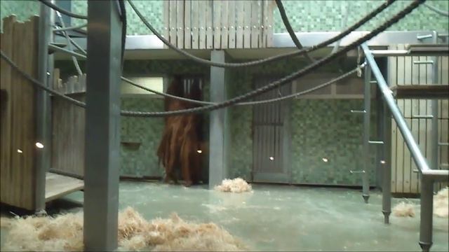 Berlin Zoo - Monster/ Берлинский Зоопарк - Чудище смотреть онлайн