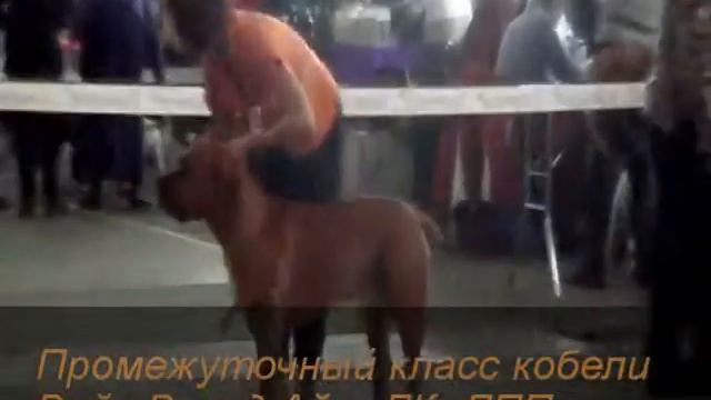 Южноафриканский бурбуль. Памяти Л.П. Сабанеева. смотреть онлайн