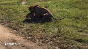 Интересные факты -львы | факты спаривания львов