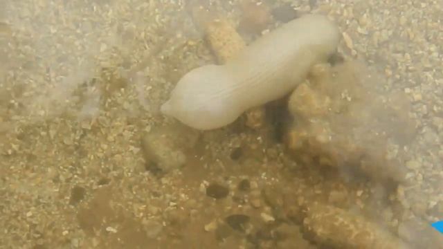 Вот Почему Эти Черви Самые Красивые и Самые Необычные