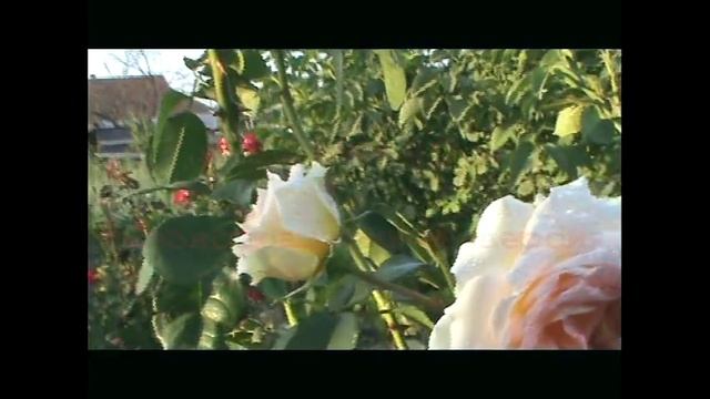 Музыка дождя и розы. Ларисе Гамильтон . смотреть онлайн