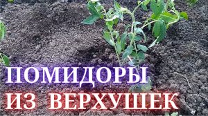 Помидоры из верхушки. Посадка томатов нетрадиционным способом