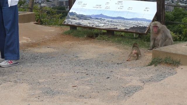 赤ちゃん猿もいっぱい！京都の穴場的観光スポット「嵐山モンキーパーク」 смотреть онлайн