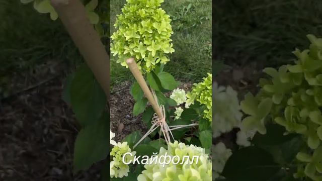 Метельчатая гортензия Скайфолл 🥰 #гортензияметельчатая #метельчатаягортензия #гортензия #скайфолл смотреть онлайн