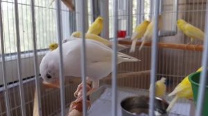 Стайное содержание канареек: плюсы и минусы