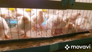 Вес бройлера в 14 дней. Увеличиваем площадь для  выращивания бройлеров. Арбор Айкрес.