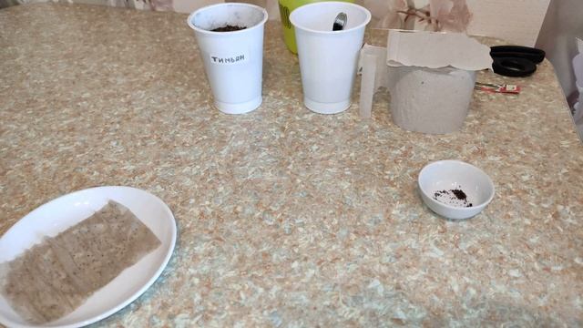 Тимьян Семена Посадка И Выращивание В Домашних Условиях смотреть онлайн