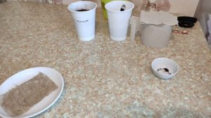 Тимьян Семена Посадка И Выращивание В Домашних Условиях