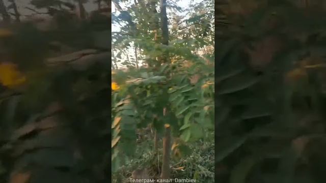 Очередной уничтоженный Hamvee ВСУ на Запорожском напр/Another destroyed AFU Hamvee on the Zaporozhye