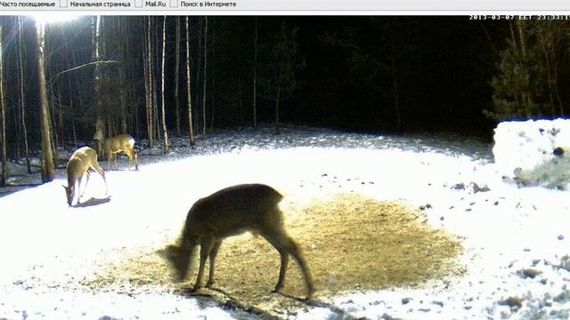 Дикая природа, Косули смотреть онлайн