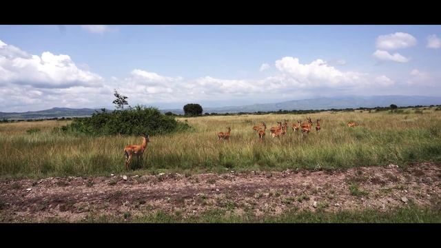 Amazing Wildlife of Africa | Nature Documentary Film (with music) смотреть онлайн