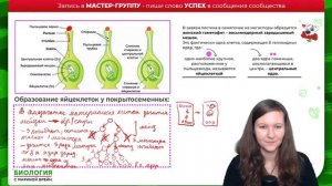 Циклы семенных растений