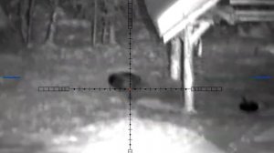 Охота на кабана ТК-598 lancaster 9.6х53 and pulsar digex n455