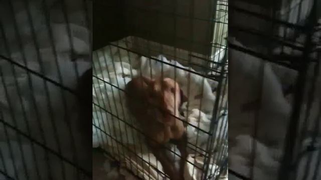 Vizsla destroys crate bedding смотреть онлайн