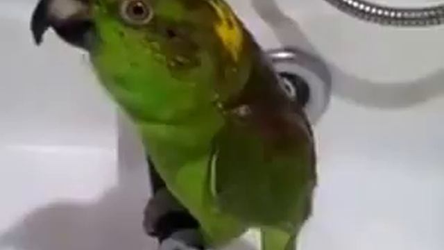 Поющий попугай ))) Беловежская пуща, Птица счастья...и зеленый попугай смотреть онлайн