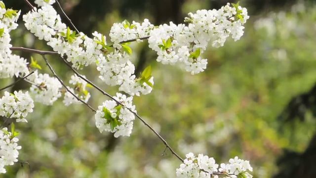 20 мая - Волшебный день. У каждого будет шанс исполнить свою мечту | Лунный Календарь смотреть онлайн
