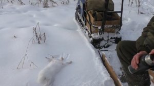 Охота на МОТОБУКСИРОВЩИКЕ 2021! По зайцу и косачу!!!