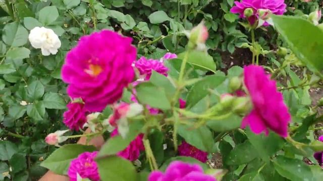 Floribunda Ebb Tide (Purple Eden) Эбб Тайд смотреть онлайн