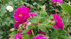 Floribunda Ebb Tide (Purple Eden) Эбб Тайд