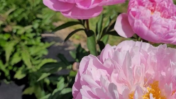 Pink Charmer пион