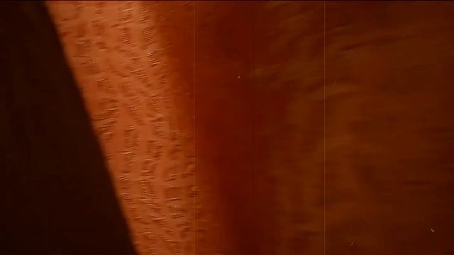 Мои домашние любимчики :з смотреть онлайн