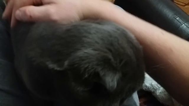 Позови кота Сильвера ласково и он прийдет смотреть онлайн